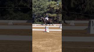 Our dressage test novice test a eventing turnitup bmecitsyourmove [upl. by Haem128]