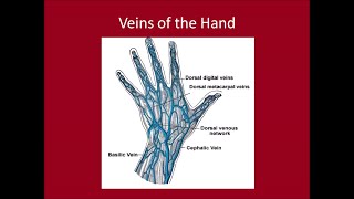 Peripheral IV Insertion Sites [upl. by Odlanier640]