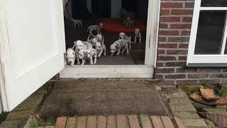 14 Dalmatian puppies first time outdoor [upl. by Gnad]