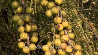 Bunches of amla gooseberry grow in a forested orchard in India [upl. by Pandich]