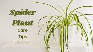 How to Keep Your Spider Plant Thriving [upl. by Oratnek]