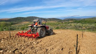 Plantação olival 🌿 Abril 2023 trasosmontes Portugal 👍🏻🇵🇹 [upl. by Oyam420]