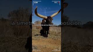 🔴 RAZA Vacuna ANKOLE WATUSI ✅ Ganado Vacuno Africano Bos Primigenius Africanus vacas [upl. by Anait]