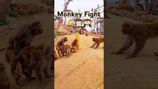 Monkeys fighting each other shorts short shortvideo trending funny animals viralvideo monkey [upl. by Milurd]