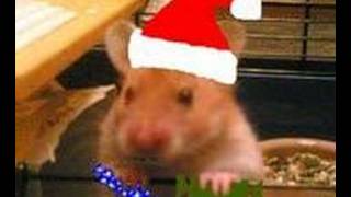 SWEARING harry the hamsters jingle balls song [upl. by Cristionna2]