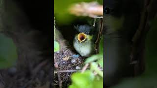 Scotland Castle Bird birds animals outdoors Nature Shorts Short shortsfeed explore farm [upl. by Ahsiloc]