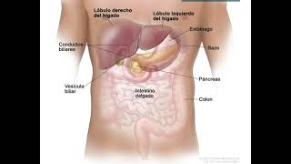 Ubicación Anatómica Hígado Y Páncreas [upl. by Hallett]