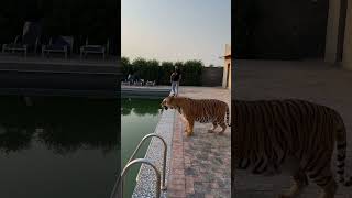 Tiger at home faiziwildlifefarm [upl. by Fe867]