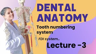 Fdi system  dental anatomy basic of da dentalanatomydalacturedentist bds [upl. by Cailly842]