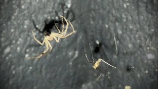 Wolf Spider VS Cellar Spider [upl. by Atterys]