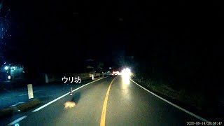 夜道を走行中に、ウリ坊が急に飛び出でてきて撥ねそうになった。（ドラレコ映像） [upl. by Kellda]