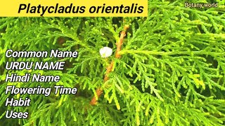 Platycladus orientalis  COMMON NAME  FLOWERING TIME  HABIT  URDU NAME  USES [upl. by Eniamrehc]