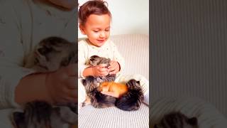 Baby kissing Cat 🫣😂😂😂😂 catblogger cathouse shortvideo [upl. by Solon806]