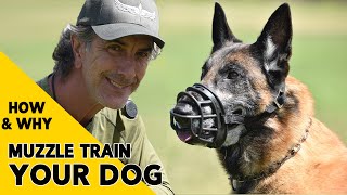 How and Why to MUZZLE Train Your DOG [upl. by Oir777]