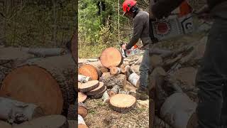 Stihl MS 391 Cut TEST [upl. by Nibuz44]