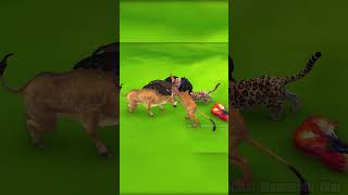 Mammoth Elephant Lion Buffalo vs Giant Lion Tiger shorts babycow babyfox animalgame viral [upl. by Muriel]