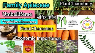 Family Apiaceae Umbelliferae Carrot family  Plant Families  Plant Taxonomy [upl. by Aidnama]