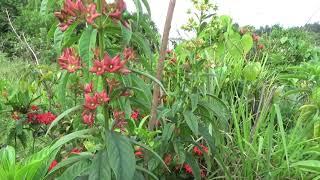 Clerodendrum indicum Turks turban [upl. by Arri33]