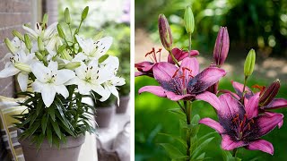 How to Plant Asiatic Lilies Summer Garden Guide [upl. by Averill]