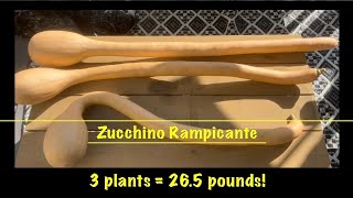 Zucchino Rampicante Harvest [upl. by Timon162]