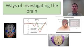 biopsychology ways of investigating the brain [upl. by Nirmak987]