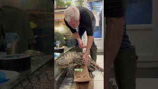 Gentil chien 🐊🐕shorts video [upl. by Suivat812]