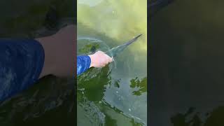 New Jersey HOUNDFISH Catch and Release [upl. by Bonine971]