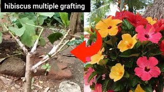 Grafting Technique To Get Multiple Colour Flowers In A Single Hibiscus Plant  Hibiscus Grafting [upl. by Carolann343]