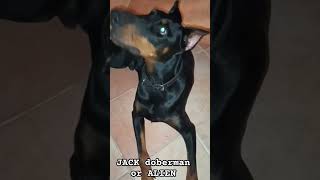 Alien or my dog dobbie Jack JackTheDobermann dobbies doberman doglover pets [upl. by Inavihs913]