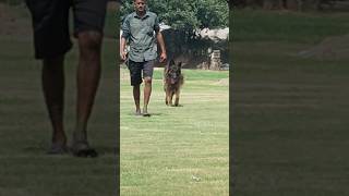 tumko na bhoolpayenge tison dog last sen🐕‍🦺 bollywood entertainment shorts [upl. by Anzovin]