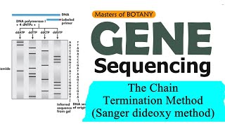 Gene Sequencing The Chain Termination Method  Sanger Dideoxy Method [upl. by Baylor]