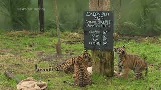 ZSL London Zoo begins annual stocktake [upl. by Dyrraj]