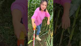 Very Helpful Tool for Rural Farmer  Amazing Tool for Corn 🌽🌽 Farming 🧺 shorts youtubeshorts [upl. by Chavaree430]