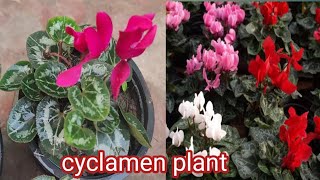 cyclamen plantcomplete care  tips and fertilizer  how to save cyclamen plant in summer [upl. by Stephens]