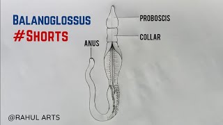 Balanoglossus Diagram  How To Draw Balanoglossus Diagram cbse shorts biology [upl. by Htebazil]