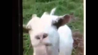 Lustige Ziege macht komische geräusche Funny goat makes funny sounds Viral Video [upl. by Seraphina799]