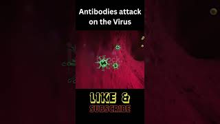 Antibodies attack 3D animation microbiology youtubeshortsvideo viral microbiologynotes [upl. by Esmond]