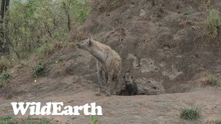 WildEarth  Sunrise Safari  16 October 2023 [upl. by Hterrag]