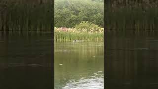 Female Tufted Duck Landing birds avian nature [upl. by Johnstone]