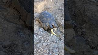 Marginated tortoise 🇬🇷 Athens Greece [upl. by Saito]