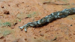 Fungus Gnat Larvae Travelling in Procession [upl. by Eimyaj]