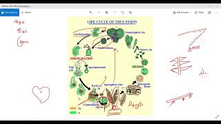 Lifecycle of Nephrolepis  நேப்ரோலேபிஸ் தாவரத்தின் வாழ்க்கை வட்டம்  Plant Physiology [upl. by Chappell788]