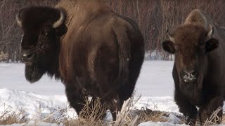 Wolf Pack Hunts Buffalo Herd  BBC Earth [upl. by Yoo11]