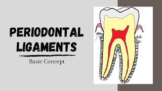 Periodontal ligaments Introductory Concepts [upl. by Gneh]