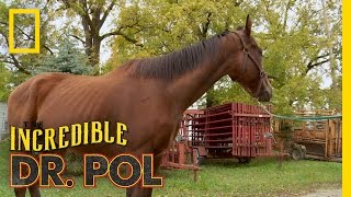 NotSoWide Receiver  The Incredible Dr Pol [upl. by Nadoj]