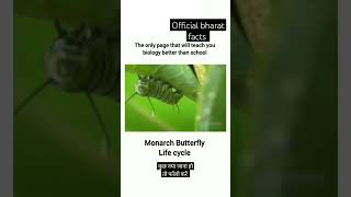 Monarch butterfly Life cycleviralshortsvideoofficialbharatfactsviral [upl. by Bearce]