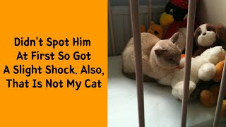 50 Of The Best “I Dont Own A Cat” Moments That Have Ever Happened To Humans  Funny cat [upl. by Kciredes790]