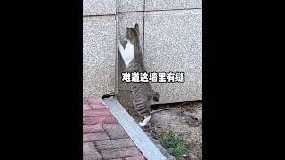 猫：应该没人看见吧？ [upl. by Mikes85]