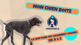 MON CHIEN BOITE  LE LIGAMENT CROISE DU GENOU [upl. by Row]