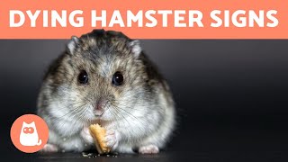 How to Know If Your HAMSTER is DYING 🐹 5 Symptoms [upl. by Suedama]